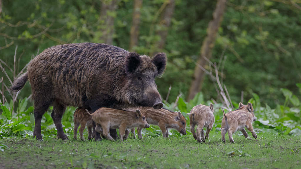 Wildschwein
